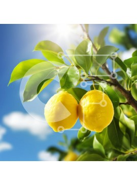 Intra Συλλεκτικό Ξύλινο Παζλ Plywood  4mm - Ώριμα λεμόνια μια ηλιόλουστη μέρα Σε Ξύλινο Κουτί - Διαστάσεις: 10x10 cm – 25 κομμάτια