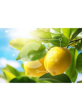 Intra Συλλεκτικό Ξύλινο Παζλ Plywood  4mm - Φρέσκα λεμόνια σε ένα δέντρο Σε Ξύλινο Κουτί - Διαστάσεις: 10x10 cm – 25 κομμάτια