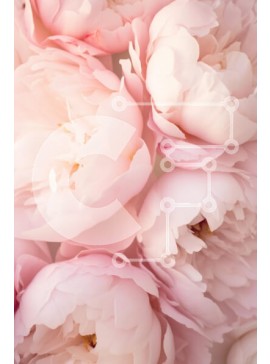 Intra Συλλεκτικό Ξύλινο Παζλ Plywood  4mm - Κοντινό πλάνο ροζ λουλουδιών παιώνιας Σε Ξύλινο Κουτί - Διαστάσεις Puzzle: 10x10 cm – 25 κομμάτια