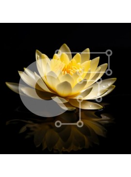 Intra Συλλεκτικό Ξύλινο Παζλ Plywood  4mm - Κίτρινο νούφαρο σε σκοτεινή επιφάνεια νερού Σε Ξύλινο Κουτί - Διαστάσεις: 10x10 cm – 25 κομμάτια