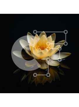 Σετ των 2 Intra Συλλεκτικό Ξύλινο Παζλ Plywood  4mm - Κίτρινο νούφαρο σε μια σκοτεινή επιφάνεια Σε Ξύλινο Κουτί - Διαστάσεις: 10x10 cm – 25 κομμάτια