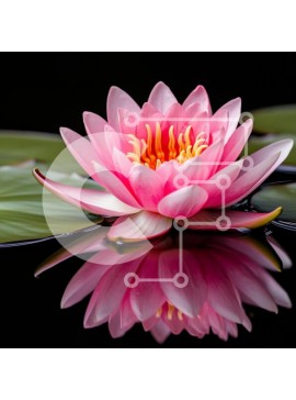 Intra Συλλεκτικό Ξύλινο Παζλ Plywood  4mm - Ροζ νούφαρο σε ανακλαστικό νερό Σε Ξύλινο Κουτί - Διαστάσεις: 10x10 cm – 25 κομμάτια