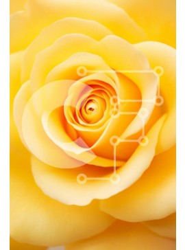 Intra Συλλεκτικό Ξύλινο Παζλ Plywood  4mm - Κοντινό πλάνο ενός κίτρινου τριαντάφυλλου Σε Ξύλινο Κουτί - Διαστάσεις Puzzle: 10x10 cm – 25 κομμάτια