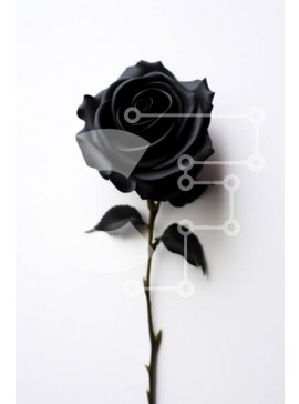 Intra Συλλεκτικό Ξύλινο Παζλ Plywood  4mm - Μαύρο τριαντάφυλλο σε άσπρο φόντο Σε Ξύλινο Κουτί - Διαστάσεις Puzzle: 10x10 cm – 25 κομμάτια