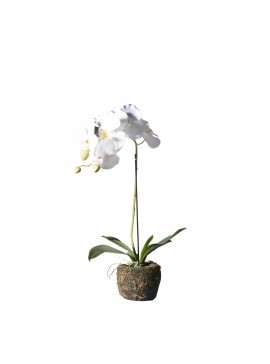 Supergreens Τεχνητό Φυτό Ορχιδέα Phalaenopsis Real Touch Λευκή με Βάση Moss 60 εκ.Χρώμα Λευκό Mήκος 26 Πλάτος 26 Υψος 60 SUPER-9070-6