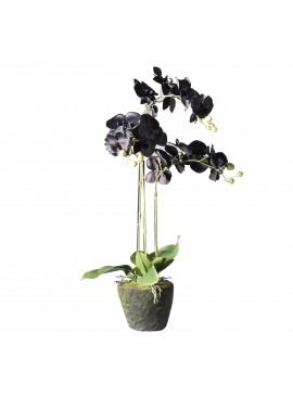Supergreens Τεχνητό Φυτό Ορχιδέα Phalaenopsis Real Touch Μαύρη με Βάση Moss 85 εκ.Χρώμα Μαύρο Mήκος 39 Πλάτος 25 Υψος 85 SUPER-5170-6