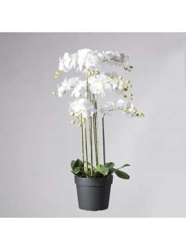 Supergreens Τεχνητό Φυτό Ορχιδέα Phalaenopsis Real Touch Λευκή με Κασπώ 150 εκ.Χρώμα Λευκό Mήκος 79 Πλάτος 60 Υψος 150 SUPER-0270-6