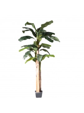 Supergreens Τεχνητό Δέντρο Μπανανιά 250 εκ.Χρώμα Πράσινο Mήκος  Πλάτος  Υψος 250 SUPER-1190-6