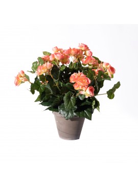 Supergreens Τεχνητό Φυτό Μπιγκόνια Ροζ 37 εκ.Χρώμα Ροζ Mήκος 36 Πλάτος 36 Υψος 37 SUPER-5290-6