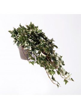 Supergreens Τεχνητό Φυτό Κισσός Πανασέ 45 εκ.Χρώμα Πράσινο Mήκος 25 Πλάτος 25 Υψος 45 SUPER-0390-6