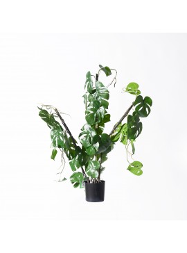 Supergreens Τεχνητό Φυτό Μονστέρα "Minima" Vining 75 εκ.Χρώμα Πράσινο Mήκος  Πλάτος 30 Υψος 75 SUPER-6161-7