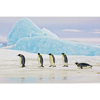 https://diommi.bg/image/catalog/signalproductsxml/PENGUINS120/PENGUINS.jpg