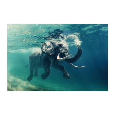 https://diommi.bg/image/catalog/signalproductsxml/ELEPHANT120/poziom_elephant.jpg