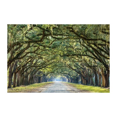 https://diommi.bg/image/catalog/signalproductsxml/TREESI120/poziom_trees_I.jpg