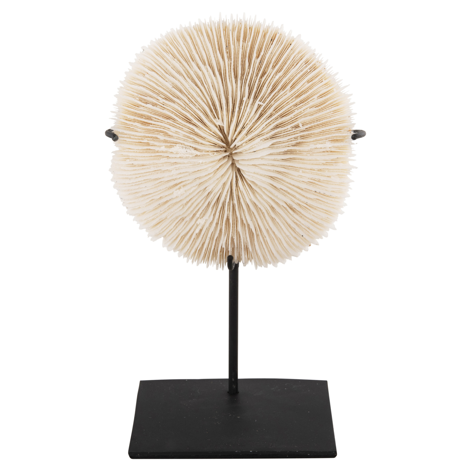 Intrahome ΕΠΙΤΡΑΠΕΖΙΟ ΔΙΑΚΟΣΜΗΤΙΚΟ ΚΟΡΑΛΙ ΣΕ ΦΥΣΙΚΟ-ΜΑΥΡΗ ΜΕΤΑΛΛΙΚΗ ΒΑΣΗ 8x8x16Υ εκ. intraho-1521958