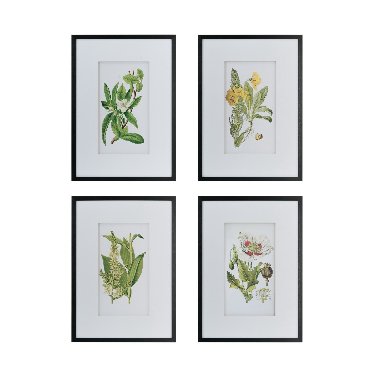 Artekko Botanical Πίνακας με Κορνίζα Πλαστικό Γυαλί Μαύρο Πράσινο (50x3x70)cm Σετ/4 Artekko AV44590 Artekko Botanical Πίνακας με Κορνίζα Πλαστικό Γυαλί Μαύρο Πράσινο (50x3x70)cm Σετ/4 Artekko AV44590